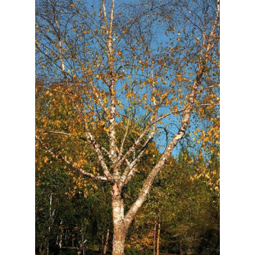 BETULA nigra HERITAGE