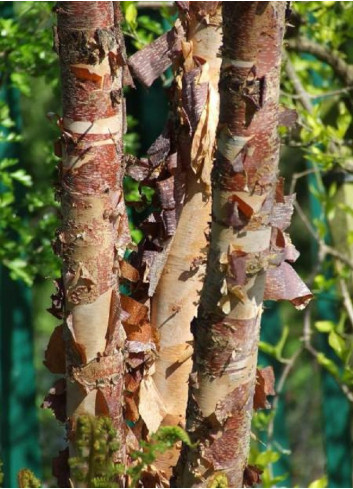 BETULA nigra HERITAGE