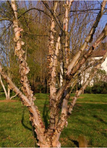 BETULA nigra HERITAGE