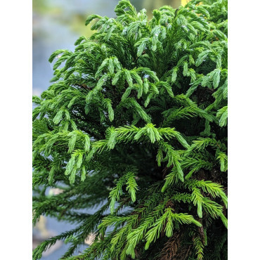 CRYPTOMERIA japonica GLOBOSA