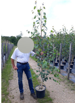 BETULA utilis En pot de 15-20 litres baliveau hauteur 150-200 cm