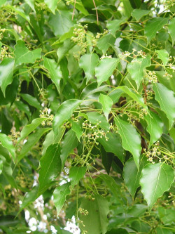 CINNAMOMUM camphora