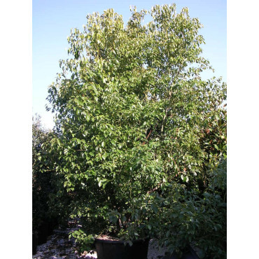 CINNAMOMUM camphora