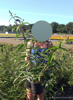 BUDDLEIA davidii En pot de 4-5 litres buisson hauteur 040-060 cm
