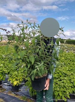BUDDLEIA davidii En pot de 10-12 litres buisson hauteur 060-080 cm