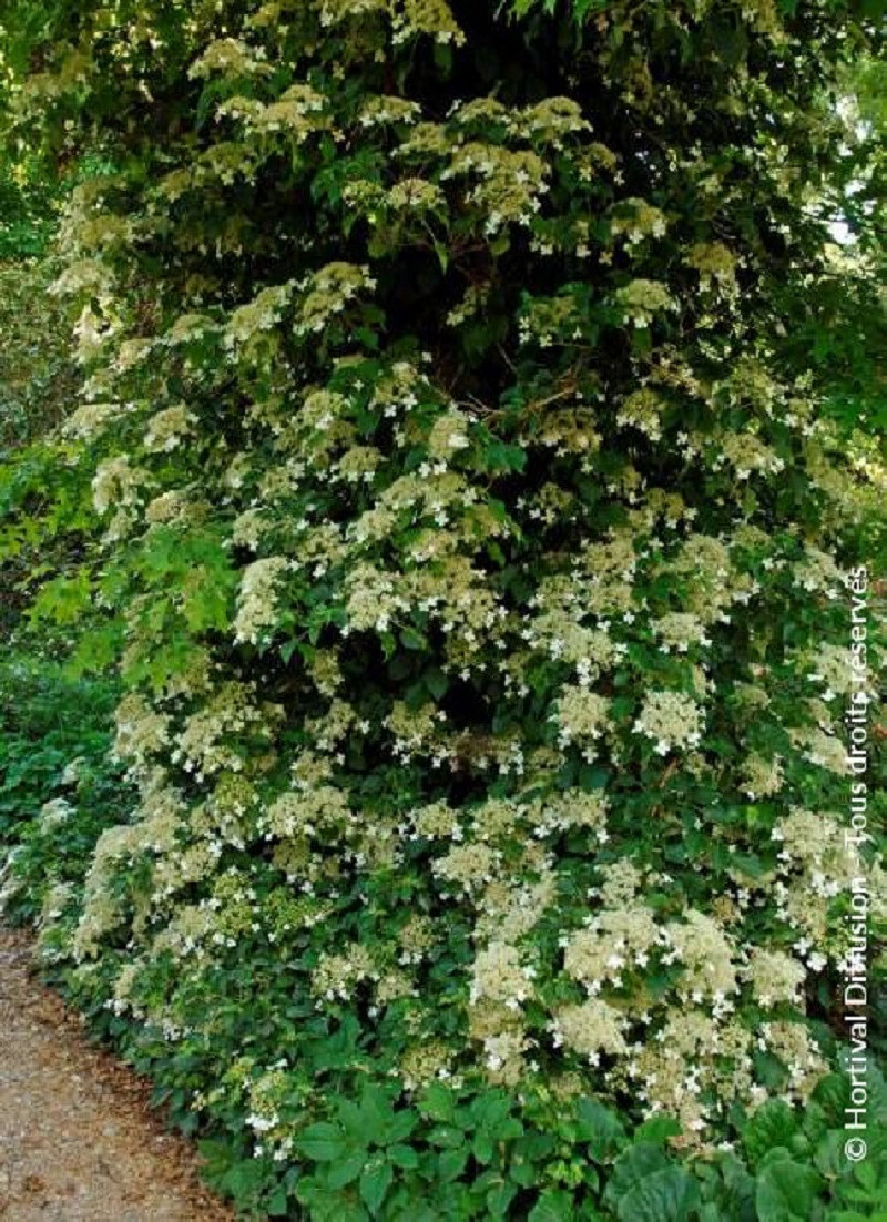 HYDRANGEA petiolaris