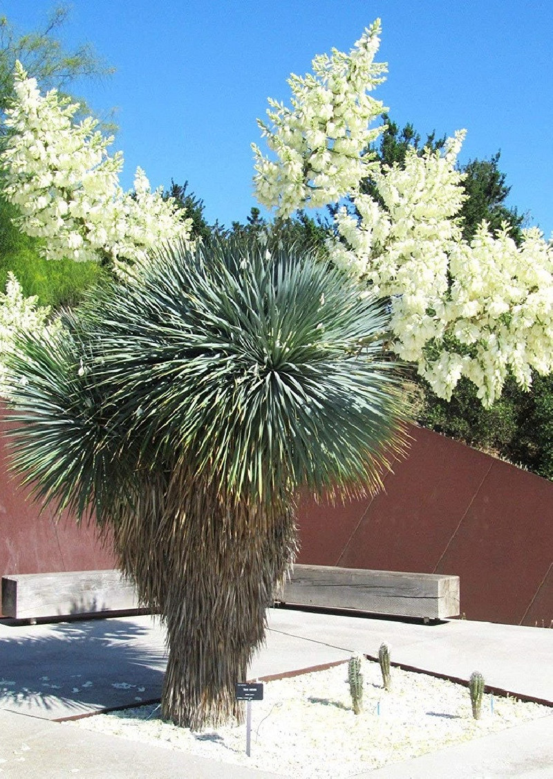 YUCCA Rostrata