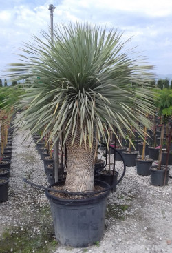 YUCCA Rostrata En pot hauteur du tronc 080-100 cm