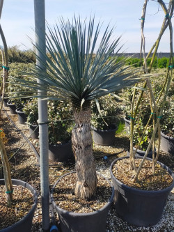 YUCCA Rostrata En pot hauteur du tronc 100-120 cm