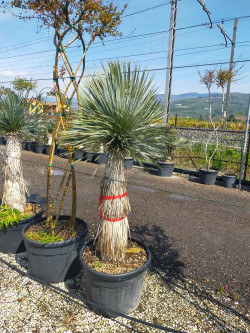 YUCCA Rostrata En pot hauteur du tronc 120-140 cm