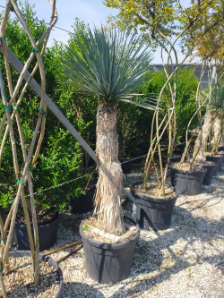 YUCCA Rostrata En pot hauteur du tronc 140-160 cm