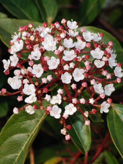 VIBURNUM tinus