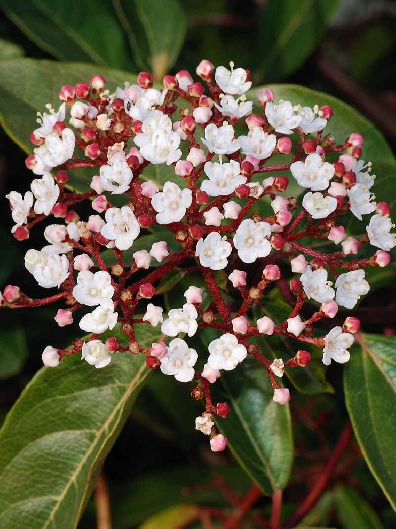 VIBURNUM tinus