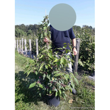 CALLICARPA bodinieri IMPERIAL PEARL En pot de 10-12 litres buisson hauteur 060-080 cm