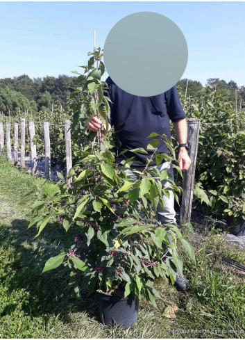 CALLICARPA bodinieri IMPERIAL PEARL En pot de 10-12 litres buisson hauteur 060-080 cm