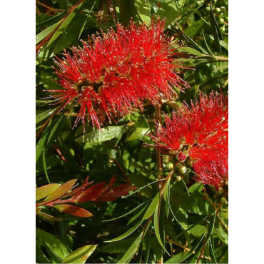 CALLISTEMON rigidus