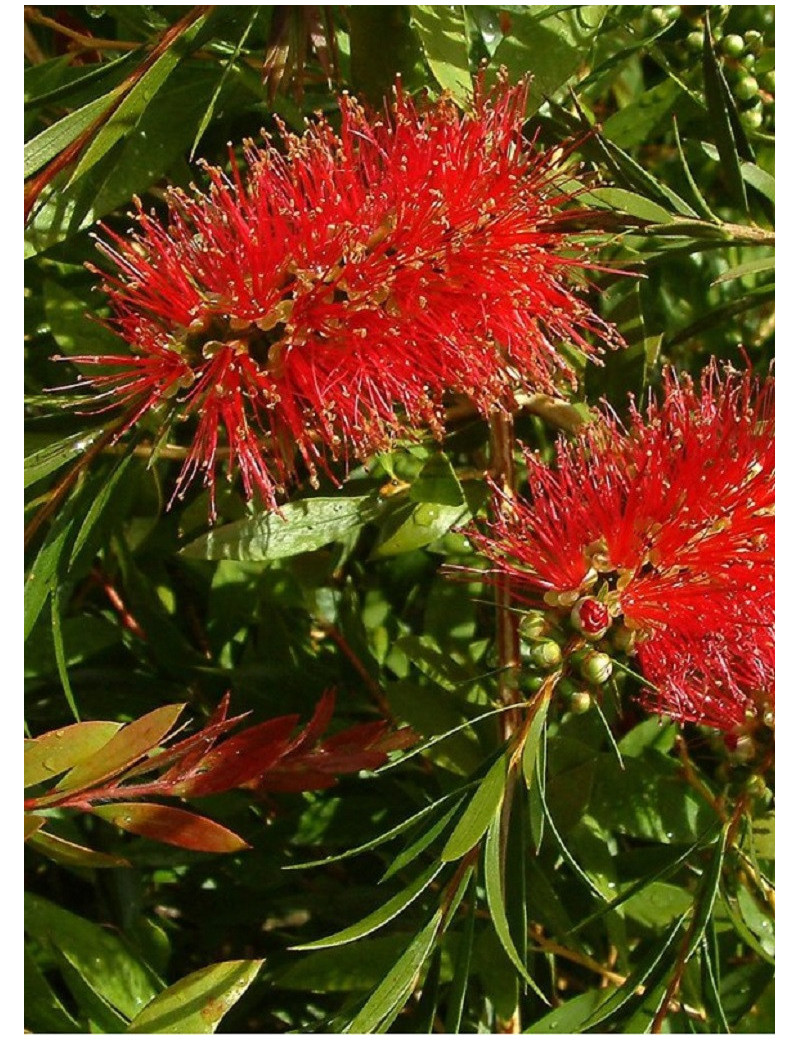 CALLISTEMON rigidus