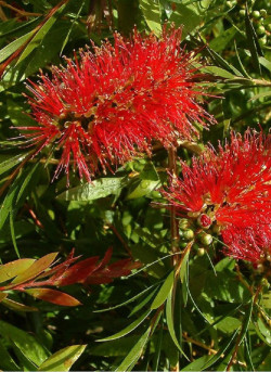 CALLISTEMON rigidus