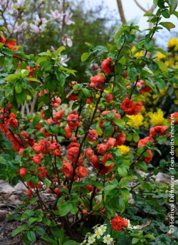 CHAENOMELES speciosa MANGO STORM
