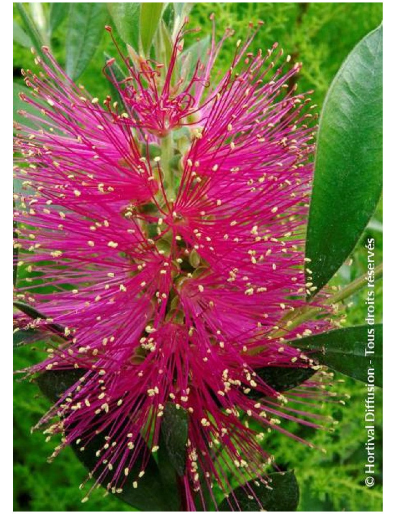 CALLISTEMON viminalis HOT PINK CALLISTEMON viminalis HOT PINK