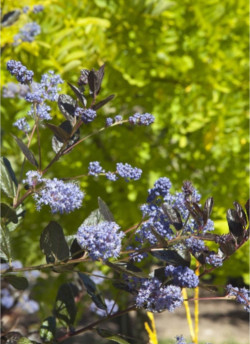 CEANOTHUS TUXEDO
