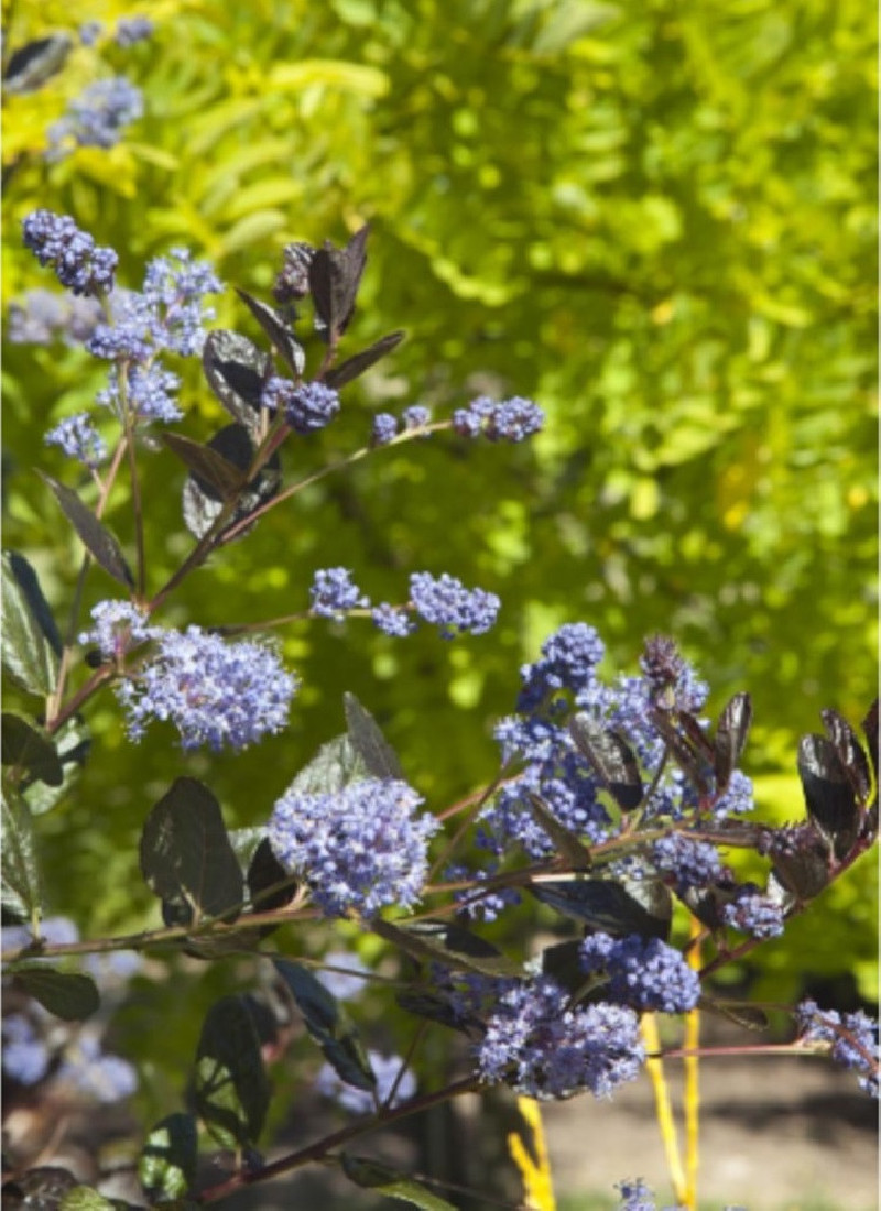 CEANOTHUS TUXEDO