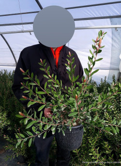 CALLISTEMON viminalis HOT PINK En pot de 4-5 litres buisson hauteur 040-060 cm