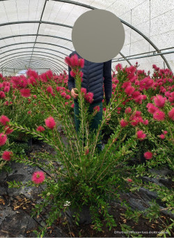 CALLISTEMON viminalis HOT PINK En pot de 15-20 litres buisson hauteur 080-100 cm