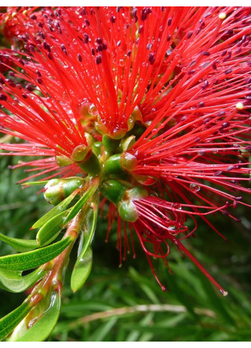 CALLISTEMON rigidus