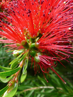 CALLISTEMON rigidus