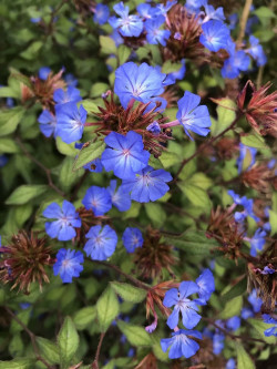 dentelaire-plumbago-de-willmott-ceratostigma-willmottianum-1.jpg