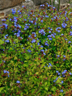 dentelaire-plumbago-de-willmott-ceratostigma-willmottianum.jpg