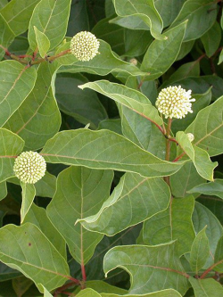 CEPHALANTHUS occidentalis