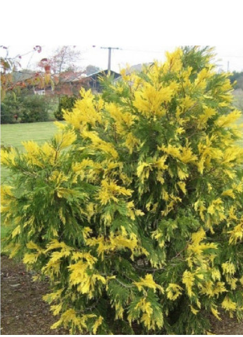 CALOCEDRUS decurrens AUREOVARIEGATA