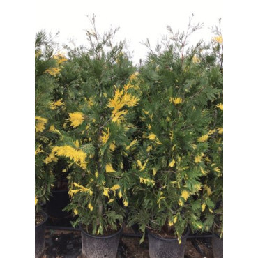 CALOCEDRUS decurrens AUREOVARIEGATA En pot de 25-30 litres