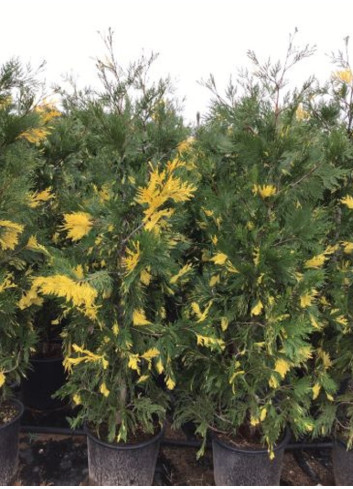 CALOCEDRUS decurrens AUREOVARIEGATA En pot de 25-30 litres