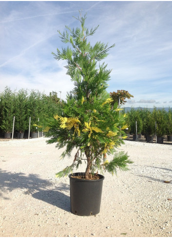 CALOCEDRUS decurrens AUREOVARIEGATA En pot de 25-30 litres