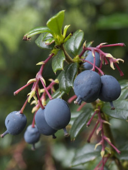 BERBERIS darwinii