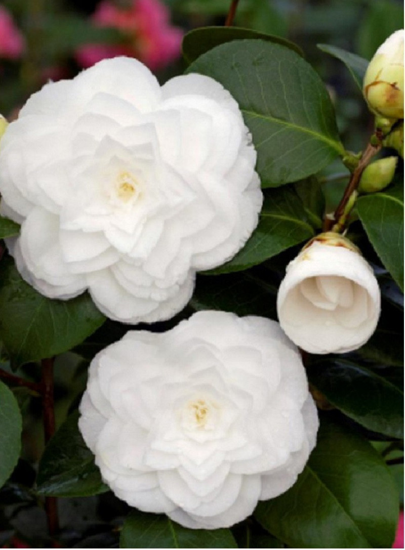 CAMELLIA japonica BLANC