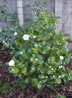 CAMELLIA japonica BLANC