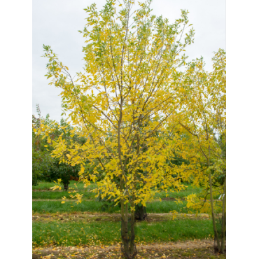 FRAXINUS americana