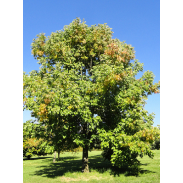 FRAXINUS americana