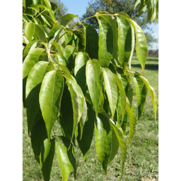 FRAXINUS americana