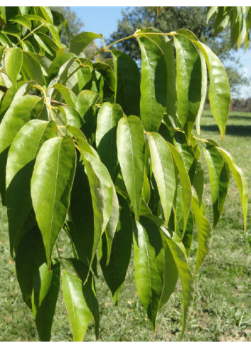 FRAXINUS americana