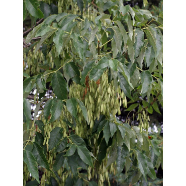 FRAXINUS americana