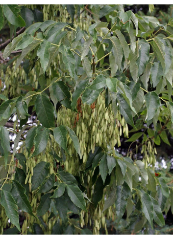 FRAXINUS americana