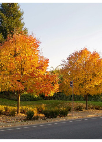 FRAXINUS americana