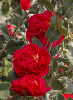 CAMELLIA japonica KRAMER'S SUPREME