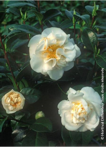 CAMELLIA japonica MADAME HENRI CORMERAIS