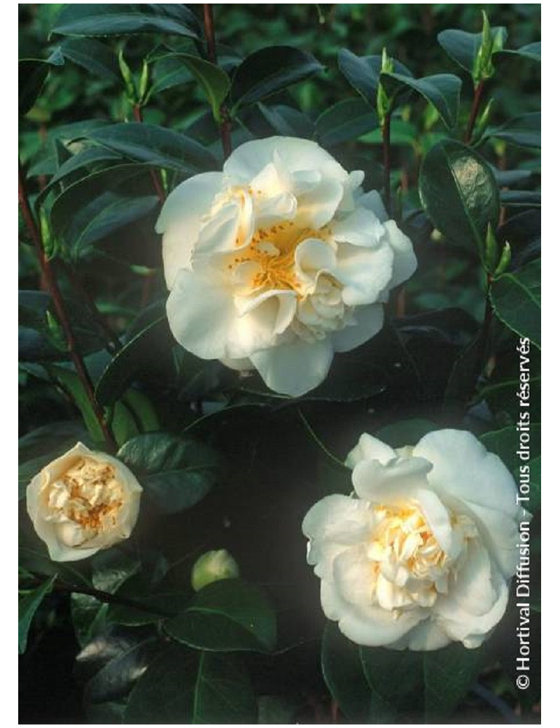 CAMELLIA japonica MADAME HENRI CORMERAIS